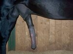 Horse hung cock 🌈 Hawt horse cawks and/or fajinas - /b/ - Ra